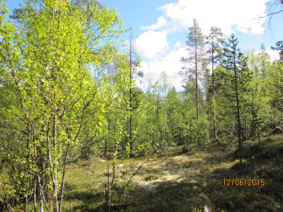 Учёные РГУ уточнили видовой состав и статус пребывания птиц в Мурманской области